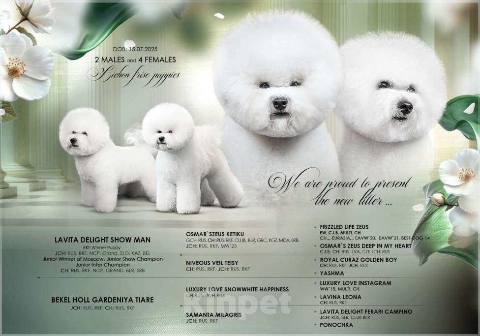 Собаки в Дмитрове: бишон фризе Девочка, 100 000 руб. - фото 3