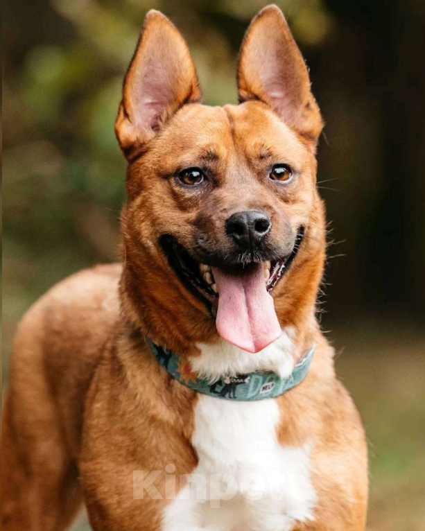 Собаки в других городах Московской области: Арчи солнышко ищет семью Мальчик, Бесплатно - фото 10