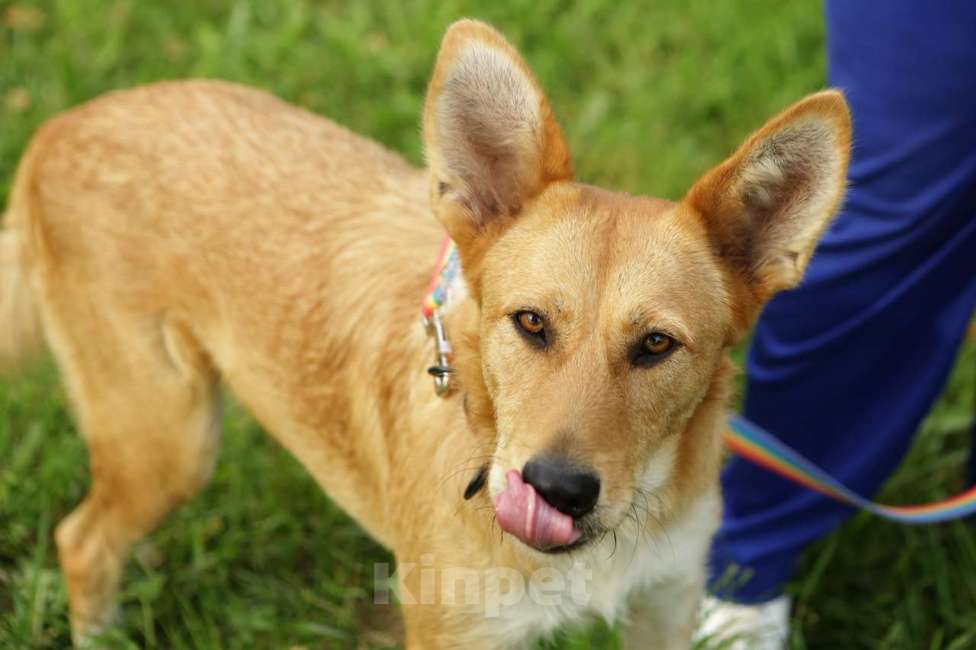 Собаки в Санкт-Петербурге: Совершенно чудесная, добрая и милая молодая собака Девочка, Бесплатно - фото 2