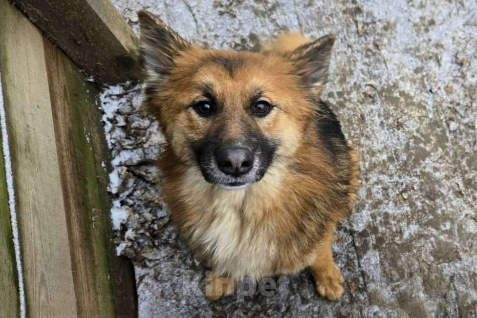 Собаки в Клине: Фисташка — роскошная красавица готова стать частью вашей семьи Девочка, Бесплатно - фото 1