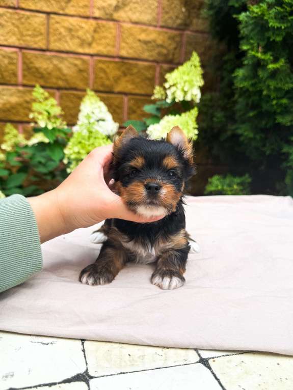 Собаки в Москве: Яркая девочка стандарт Девочка, 50 000 руб. - фото 2