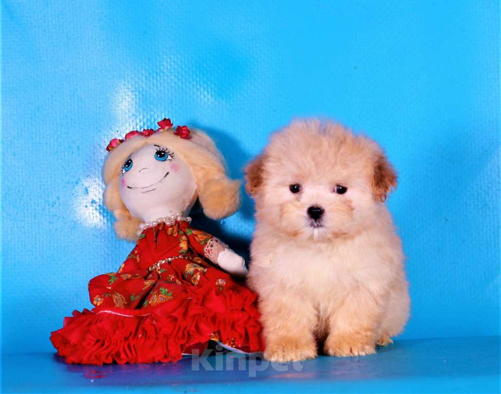 Собаки в Москве: мальтипу ф1 мини Девочка, 130 000 руб. - фото 7