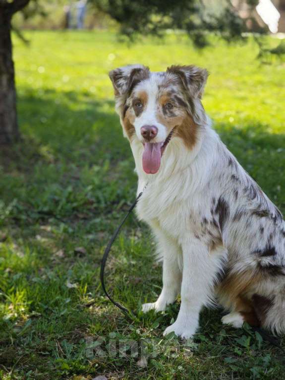 Собаки в Москве: Ищем семью для щенка Аусси Мальчик, 35 000 руб. - фото 2