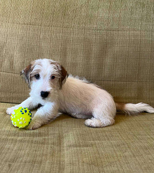 Щенки жесткошерстного Джек Рассел терьера