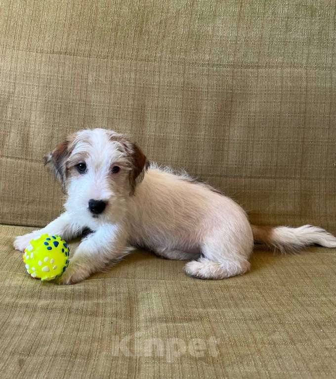 Собаки в Ростове-на-Дону: Щенки жесткошерстного Джек Рассел терьера Мальчик, 35 000 руб. - фото 1