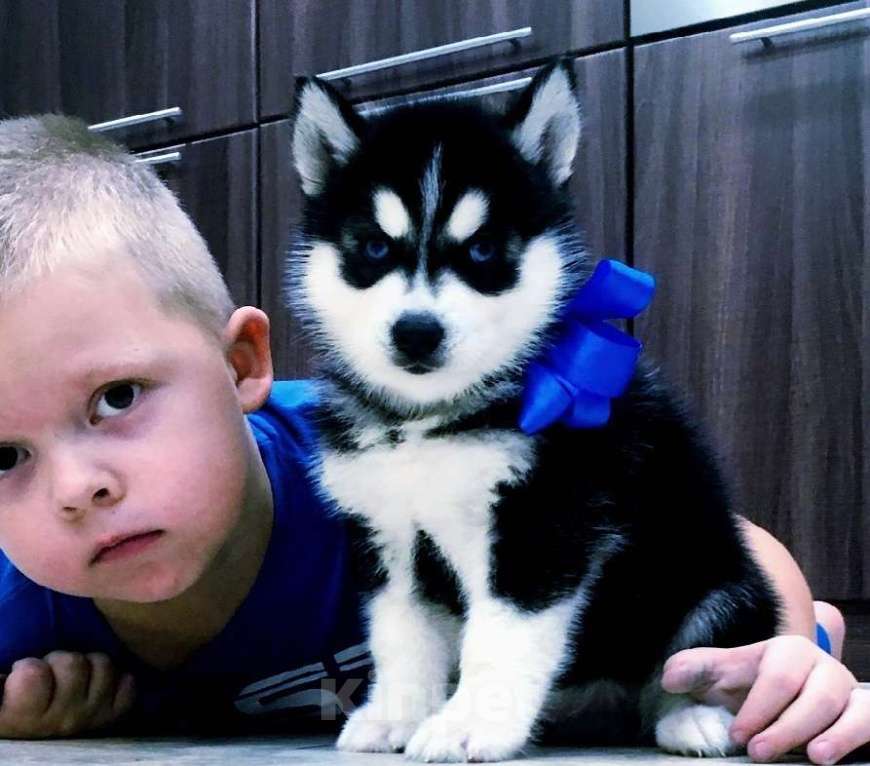 Собаки в Мурманске: Хаски Щенки Разных окрасов Разнополые, Бесплатно - фото 1