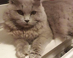 Кошки в Биробиджане: Вязка.Британский длинношёрстный кот ждёт невест., 2 500 руб. - фото 1