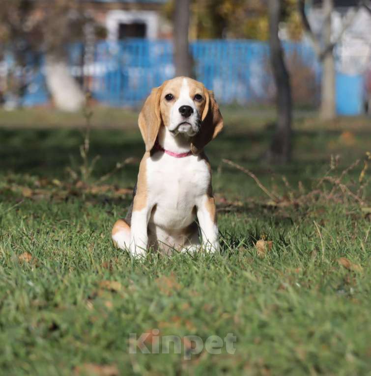 Собаки в Самаре: Щенок бигля, девочка! Девочка, 45 руб. - фото 3