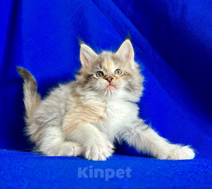 Кошки в Нягани: Кошечка мейн кун Девочка, 30 000 руб. - фото 1