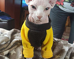 Кошки в Красноармейске: Котёнок "Шурик"  Мальчик, 7 000 руб. - фото 3