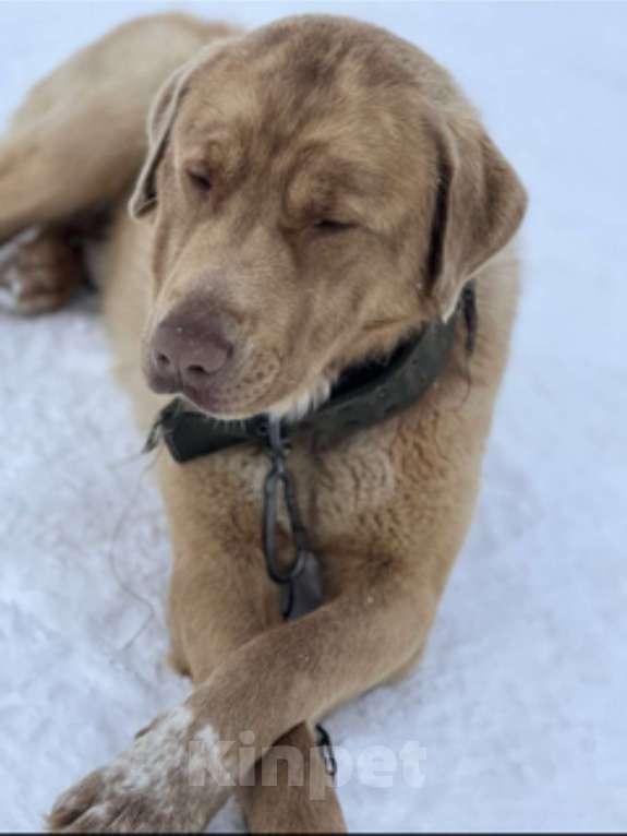 Собаки в других городах Сахалинской области: Отдадим в надежные руки Мальчик, Бесплатно - фото 1