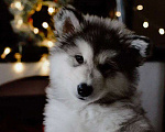 Собаки в Москве: Аляскинский маламут щенки Мальчик, 20 000 руб. - фото 3
