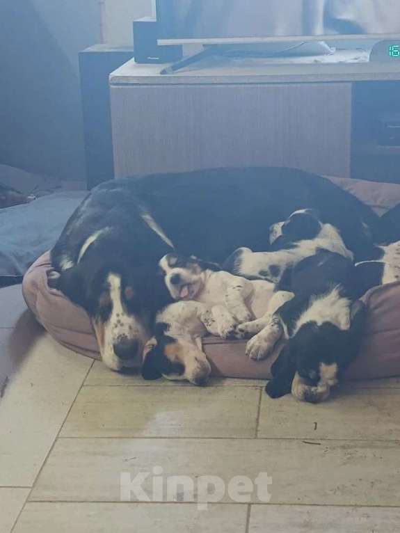 Собаки в Краснодаре: Щенки бассет-хаунд Разнополые, 22 000 руб. - фото 1