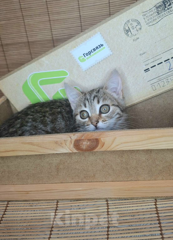 Кошки в Москве: Котёнок с карими глазами в добрые руки Девочка, Бесплатно - фото 4