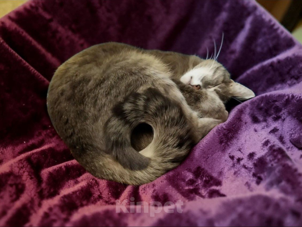 Кошки в Москве: Кошечка Сима Девочка, Бесплатно - фото 2