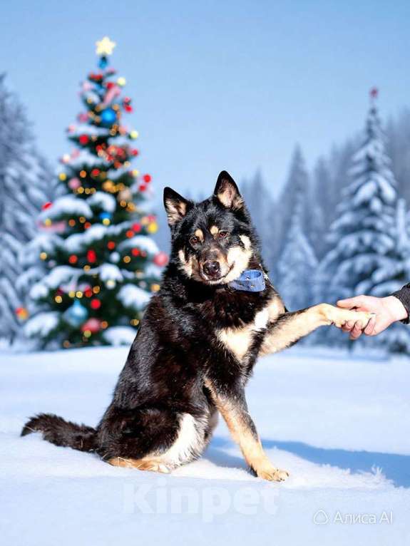 Собаки в Балашихе: Лайка Джейсон ждет хозяина Мальчик, Бесплатно - фото 2