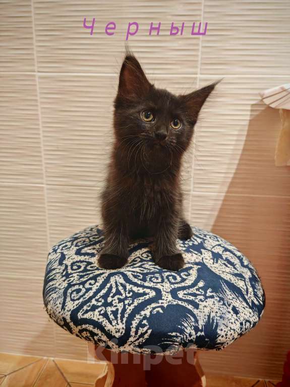 Кошки в Уфе: Черныш Мальчик, Бесплатно - фото 6