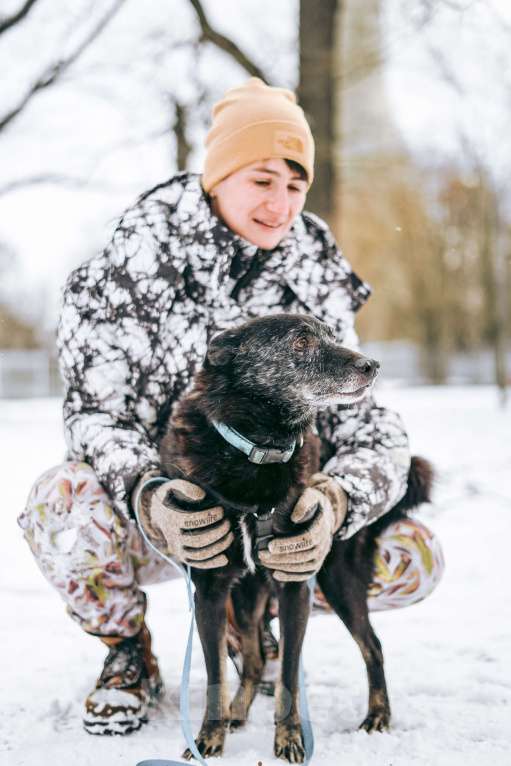 Собаки в Москве: Чарли ищет дом Мальчик, Бесплатно - фото 5