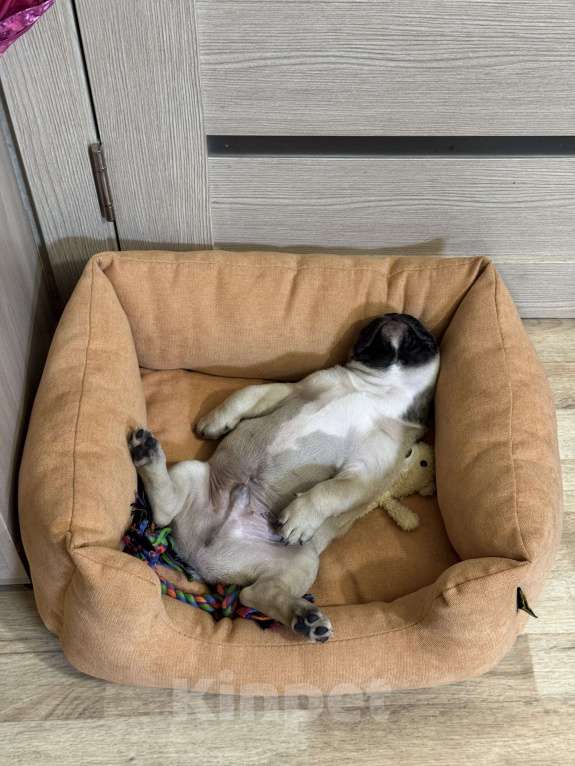 Собаки в Иркутске: Кеша Мальчик, 70 000 руб. - фото 3