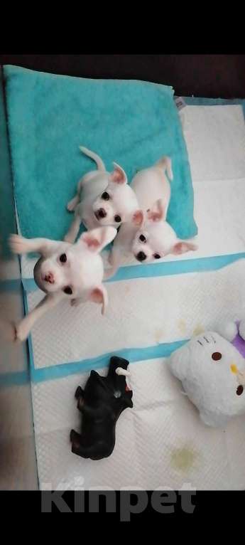 Собаки в Хабаровске: Щенок чихуахуа девочка  Девочка, 25 000 руб. - фото 5