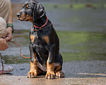 Собаки в Зеленограде: Доберман, натуральная сука 2 мес  Девочка, 100 000 руб. - фото 3