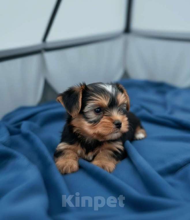 Собаки в Москве: Бивер-йоркширский терьер микро премиум Мальчик, 80 000 руб. - фото 2