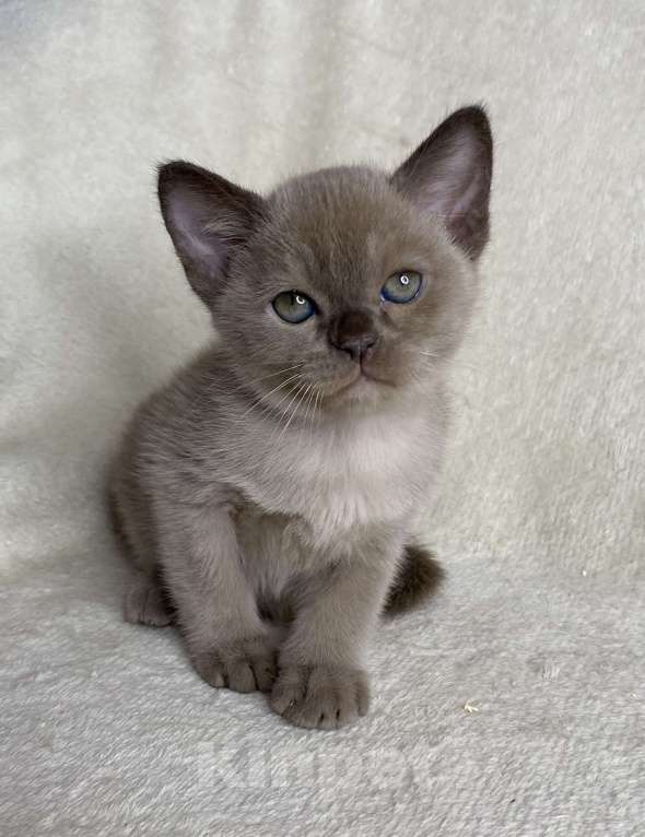 Кошки в Дмитрове: Шоколадный бурманский мальчик Barni Мальчик, 80 000 руб. - фото 5