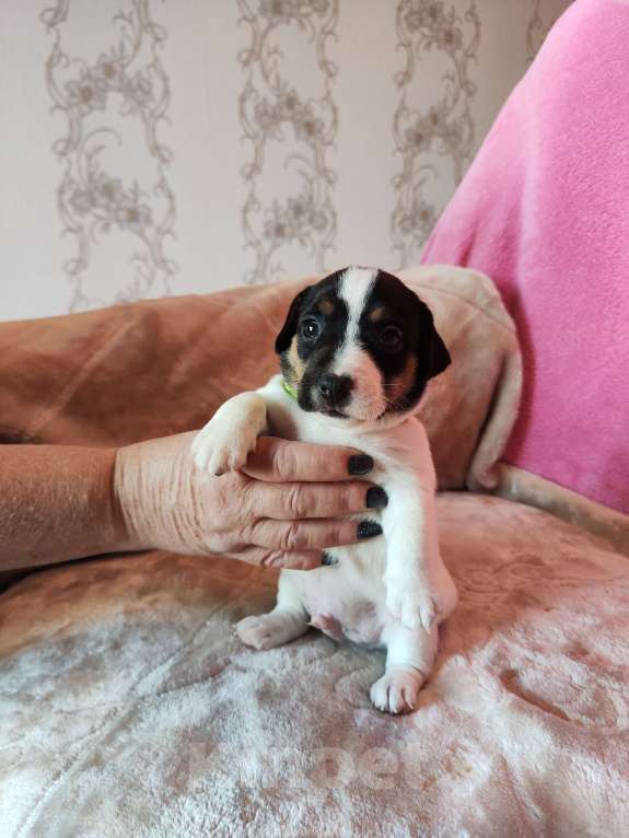 Собаки в Волгограде: Щенок Джек Рассел терьер  Мальчик, 20 000 руб. - фото 1