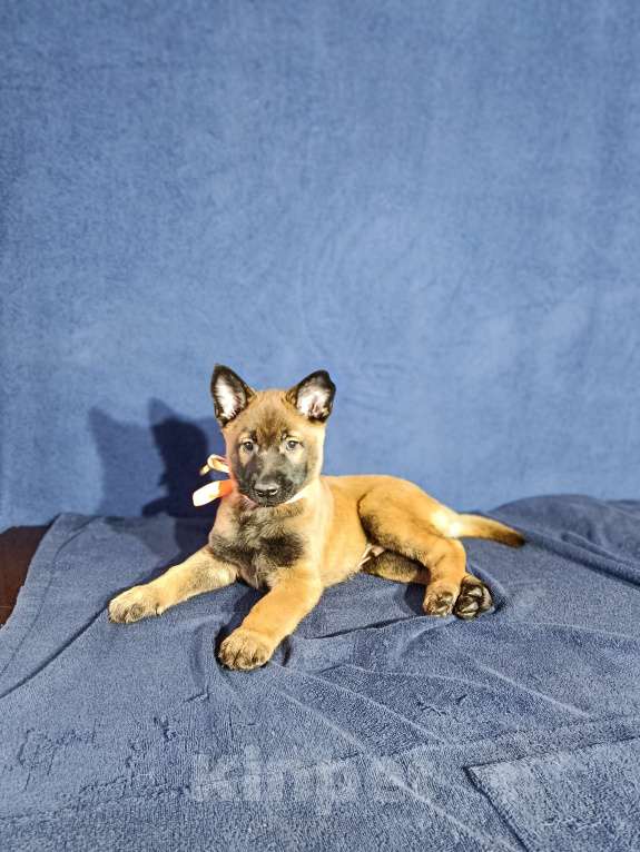 Собаки в Дедовске: Готовы к резерву щенки малинуа!!! Мальчик, 70 000 руб. - фото 1