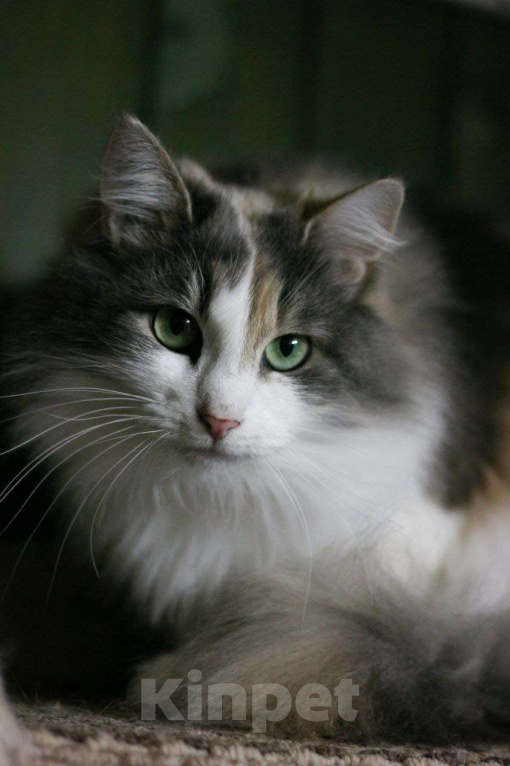 Кошки в Москве: Застенчивая красавица Майя в поиске дома! Девочка, Бесплатно - фото 4