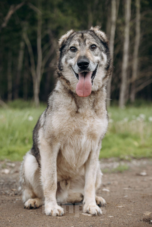 Собаки в Москве: Алтай ждёт и надеется Мальчик, Бесплатно - фото 5