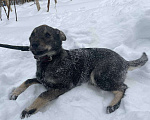 Собаки в Клине: Ария Девочка, Бесплатно - фото 4