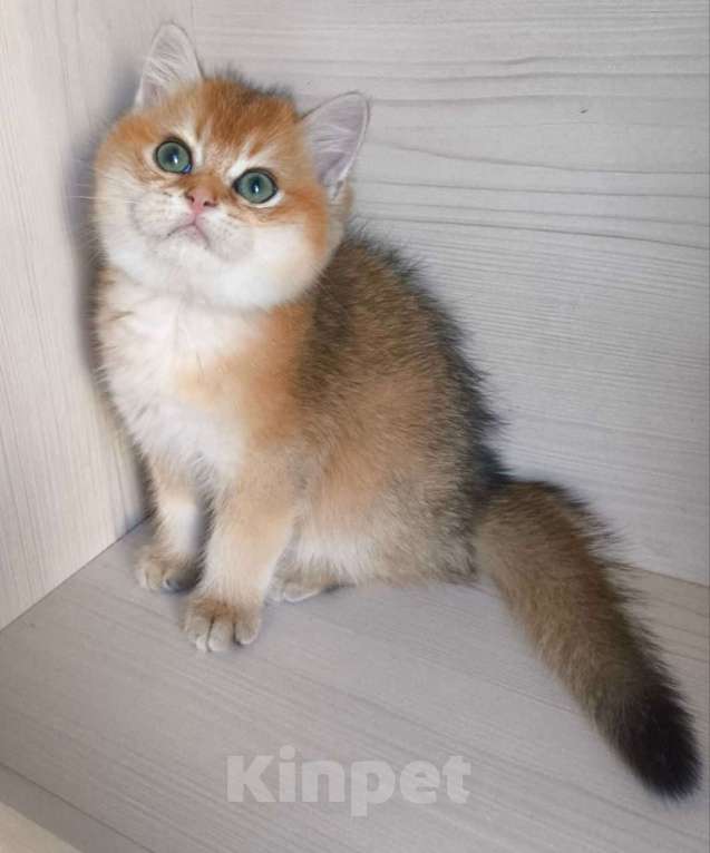 Кошки в Москве: Золотая шиншилла Мальчик, 45 000 руб. - фото 2