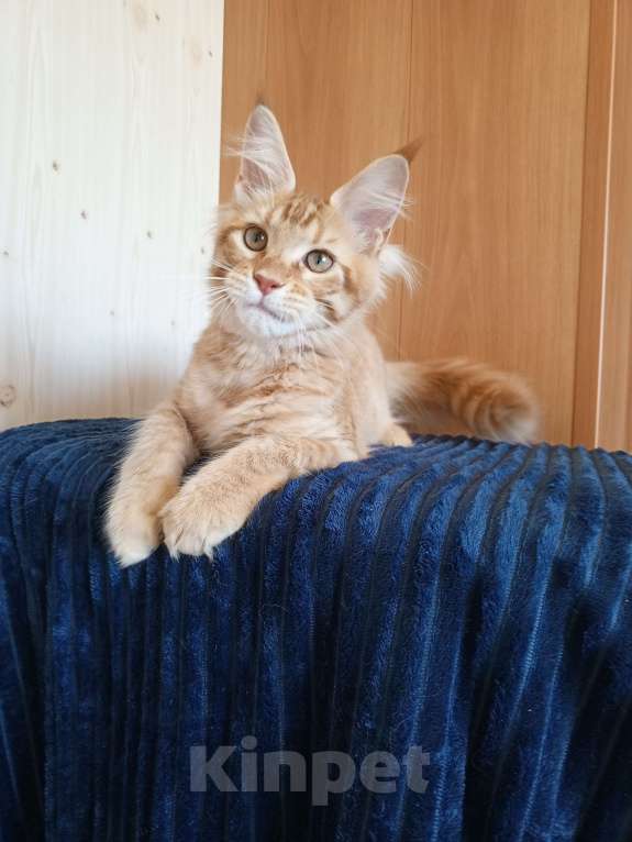 Кошки в Владимире: Кот , мейн-кун , красный тигр Мальчик, 40 000 руб. - фото 4