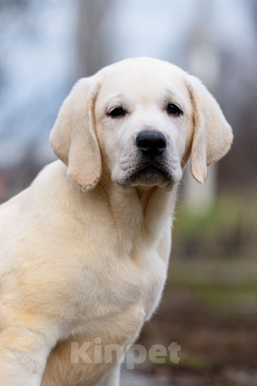 Собаки в других городах Липецкой области: Щенок лабрадора Холлабвууд'с Рокфеллер Мальчик, 120 000 руб. - фото 4