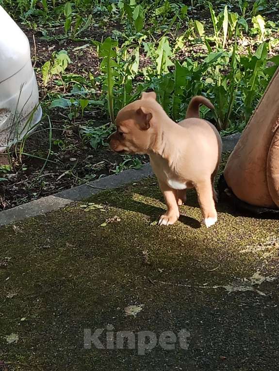 Собаки в Москве: Чухуахуа Девочка, 23 000 руб. - фото 3