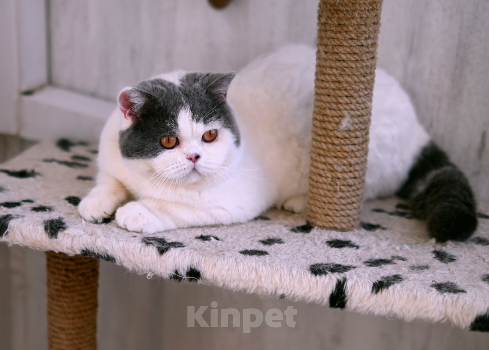 Кошки в Москве: Британский котик в добрые руки Мальчик, Бесплатно - фото 2