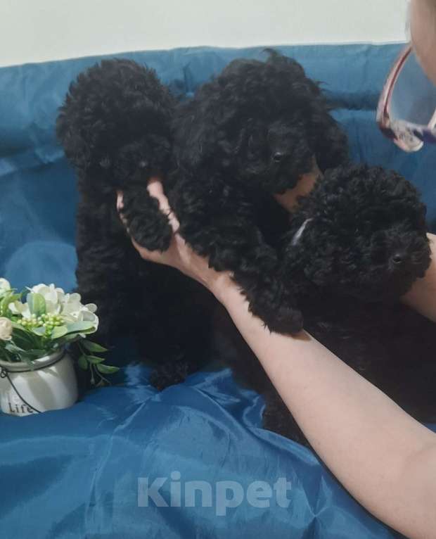 Собаки в Санкт-Петербурге: Карликовый пудель Мальчик, 40 000 руб. - фото 2