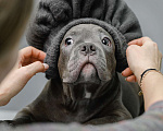 Собаки в Ижевске: Дети американского булли Девочка, 55 000 руб. - фото 1