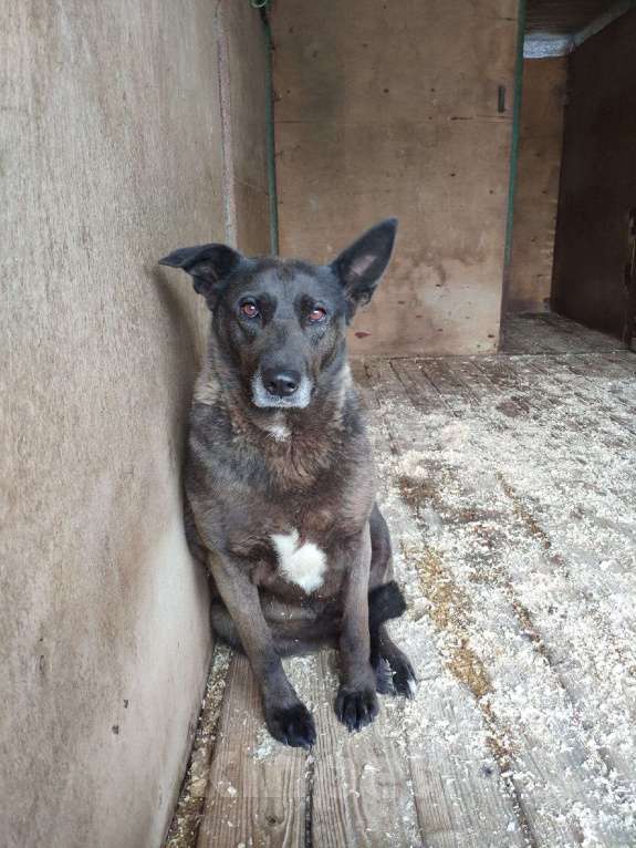 Собаки в Москве: Пумба Девочка, Бесплатно - фото 4
