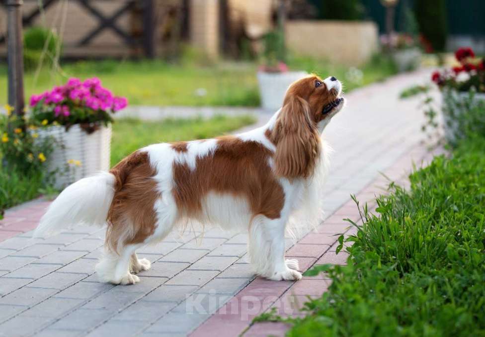 Собаки в Нижнем Новгороде: Шикарный кавалер на вязку Мальчик, 40 000 руб. - фото 6