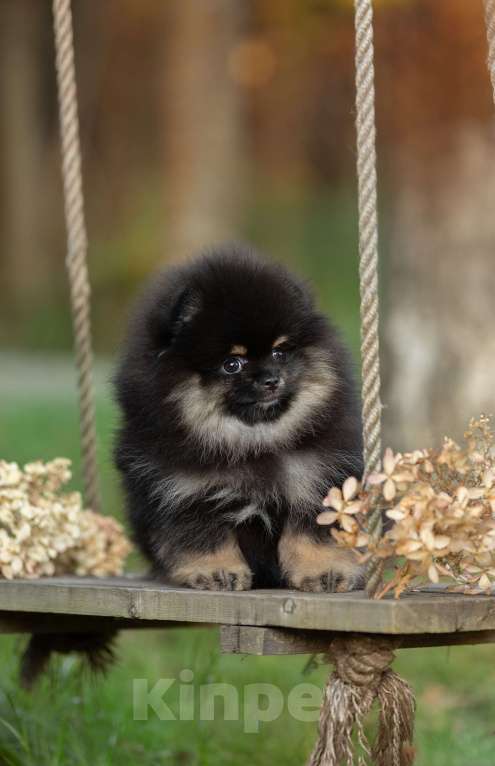 Собаки в Пушкино: Кукольная девочка померанского шпица черно-подпалого окраса с белым. Девочка, 50 000 руб. - фото 6