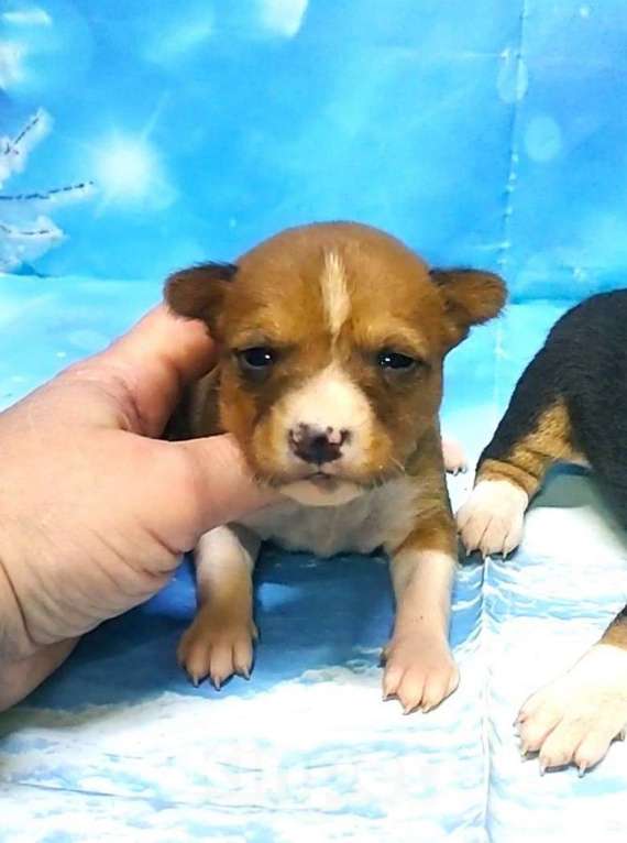 Собаки в Красноармейске: Щенки басенджи ,резервирование Мальчик, 45 000 руб. - фото 2