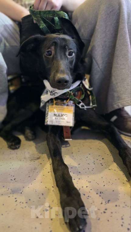 Собаки в Москве: Застенчивый щенок Макс Мальчик, Бесплатно - фото 2