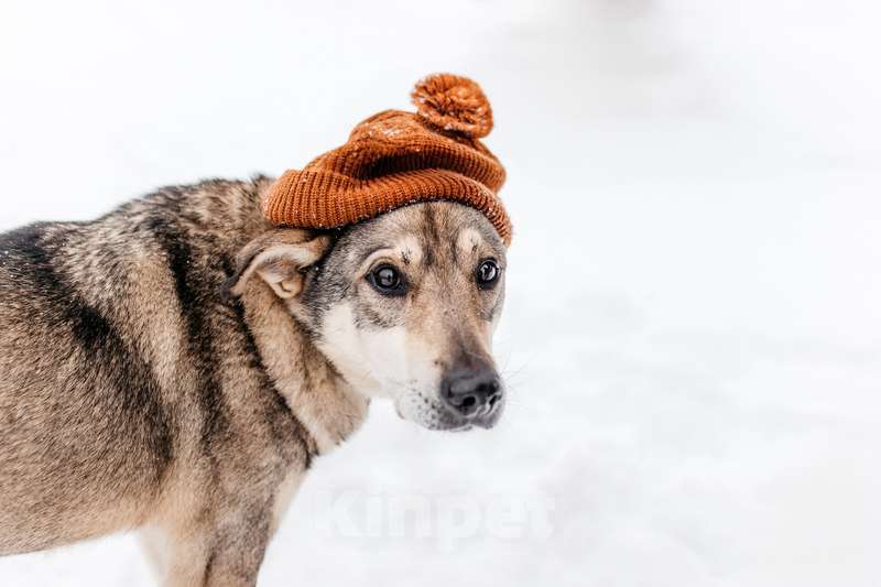 Собаки в Москве: Милый оптимист Джек ищет дом Мальчик, 1 руб. - фото 3