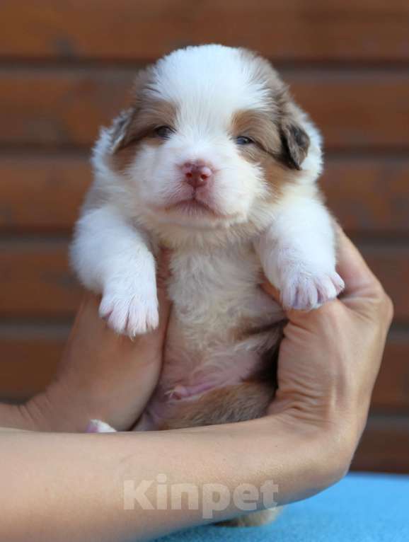 Собаки в Новосибирске: Миниатюрная американская овчарка  Девочка, 60 000 руб. - фото 5