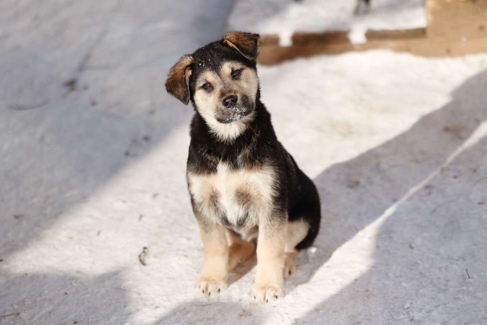 Собаки в Звенигороде: Черника ищет дом Девочка, Бесплатно - фото 3