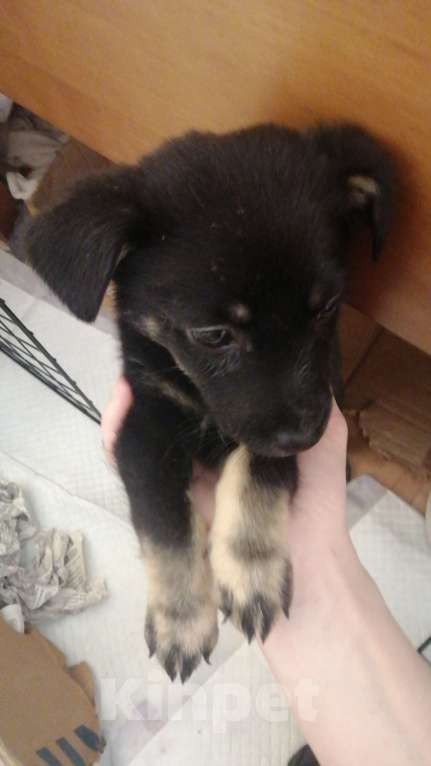 Собаки в Воронеже: Отдаю щенков в добрые и надёжные руки Мальчик, Бесплатно - фото 2