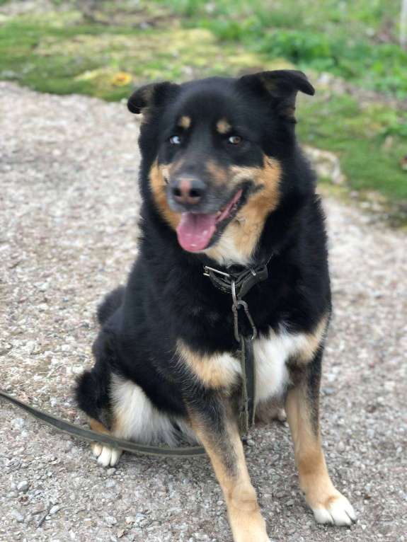 Собаки в Москве: Отдам собаку Мальчик, 200 руб. - фото 7