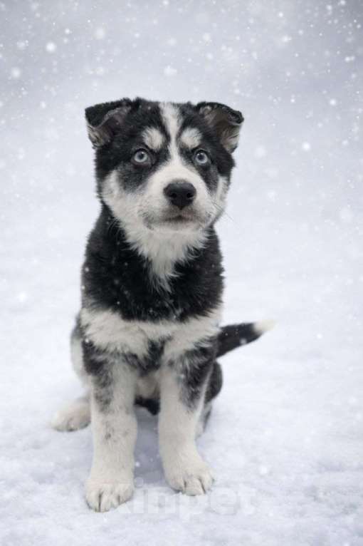 Собаки в Москве: Алена,якутенок  Девочка, Бесплатно - фото 1